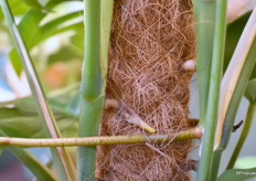 Close up van de Monstera Pertusum.